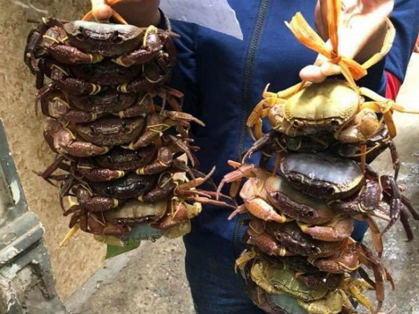 Đặc sản núi 'ngon hơn cua biển, rẻ hơn cua đồng', dân buôn bán vài tạ hốt bạc mỗi ngày