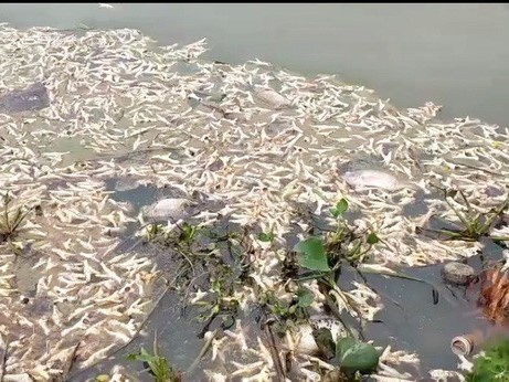 Hải Phòng: Hàng tấn chân gà thối nổi lềnh bềnh trên sông, cách nhà máy nước chỉ 1km