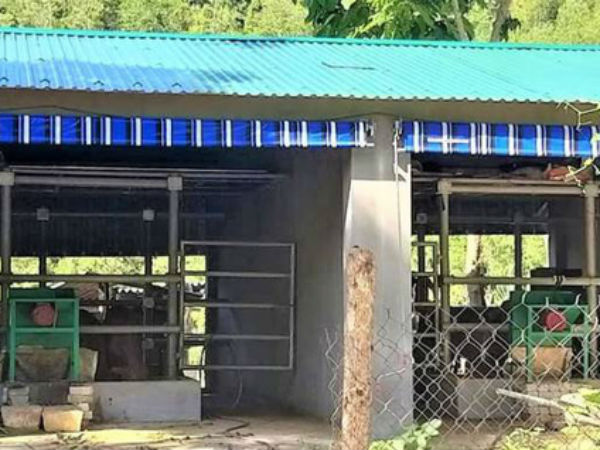 Cận cảnh chuồng bò 'hạng sang', có loại giá hơn 230 triệu đồng ở Nghệ An