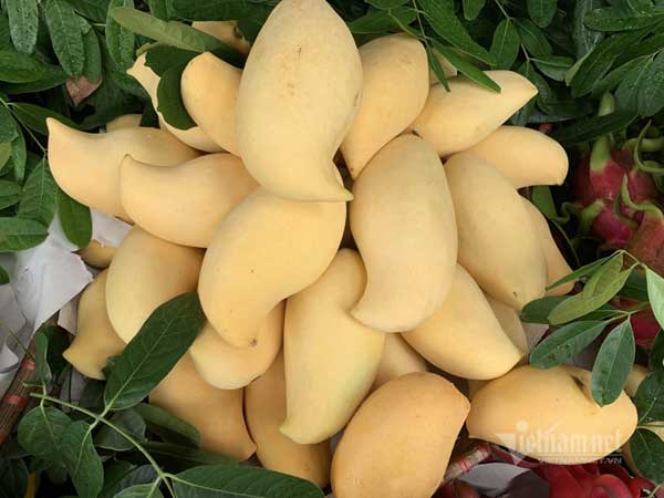 Sự thật xuất xứ xoài mỏ quả vàng rực tràn về chợ Hà Nội