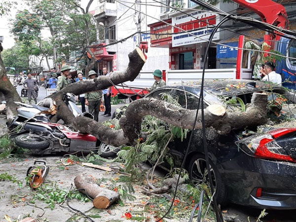 Cây phượng cổ thụ gãy cành, đè trúng ôtô và 4 xe máy