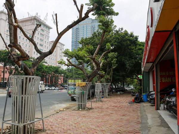 Hà Nội: Sau khi mặc 'áo giáp sắt' chống trộm, hàng sưa đỏ được truyền dịch để cấp cứu