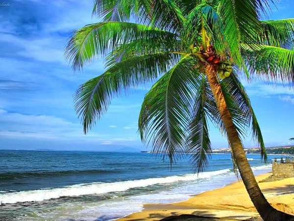 Tại sao lá dừa thường mọc tập trung ở trên đỉnh ngọn cây?