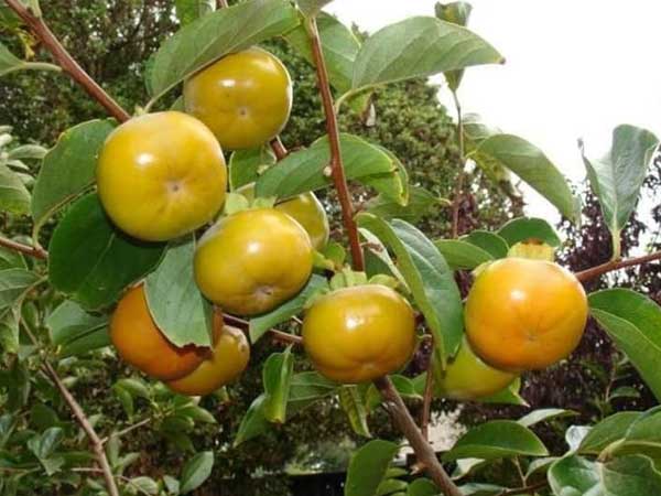 Bất ngờ loại hồng mới: Chẳng cần ngâm vẫn không chát, bao ngọt giòn