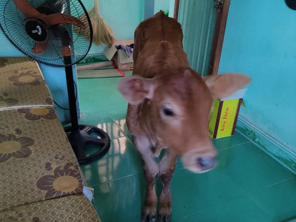 Đang cật lực ôn thi thì có chú bê đến hỏi thăm, cậu nam sinh mếu máo: Không biết có phải 'điềm báo'