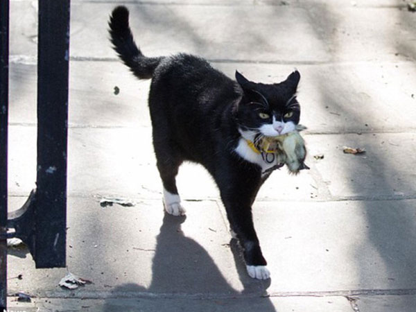 Mèo Palmerston - 'tổng quản' diệt chuột hàng đầu nước Anh đã chính thức về hưu
