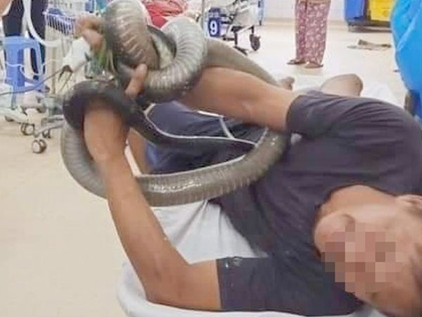 Người đàn ông bị rắn hổ mang chúa cắn đã tỉnh hoàn toàn sau khi được truyền huyết thanh chống độc
