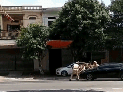 Video: 4 CSGT đứng chặn trước mũi ô tô, tài xế vẫn ngoan cố không chịu dừng khiến tất cả phải chạy lùi