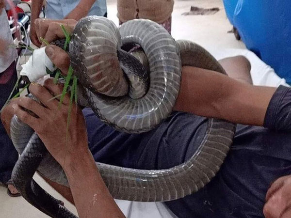Nọc độc rắn hổ mang chúa 4,6kg ở núi Bà Đen đã tấn công cơ tim người đàn ông