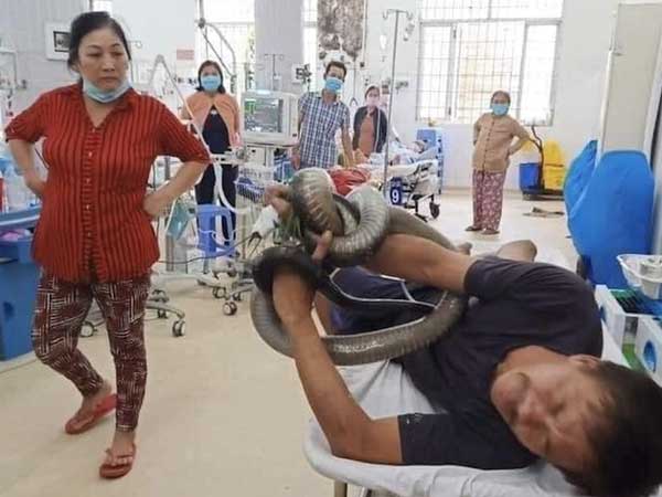 Sức khỏe người đàn ông bị rắn hổ mang chúa cắn đã khá hơn: Tình trạng hoại tử mô không lan thêm, đang được lọc máu liên tục