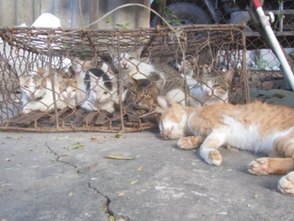 Nghi hàng xóm bắt trộm mèo, người đàn ông gây ra án mạng