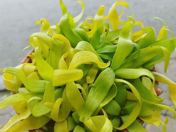 Hoa hoàng lan đắt giá, 1,5 triệu/kg vẫn được lùng mua