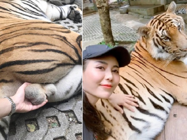 Nữ du khách gây phẫn nộ vì nắm tinh hoàn hổ để chụp ảnh