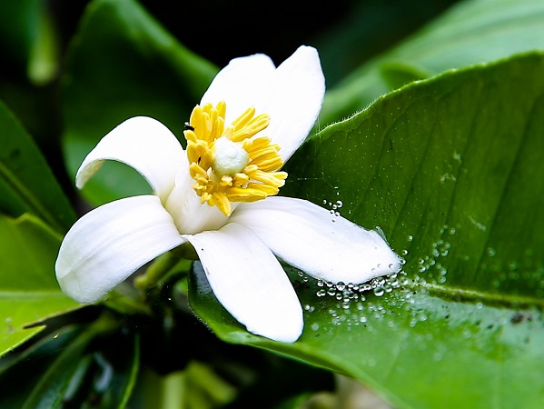 Tại sao bông hoa sặc sỡ thường không có mùi thơm, còn hoa thơm thường có màu trắng?