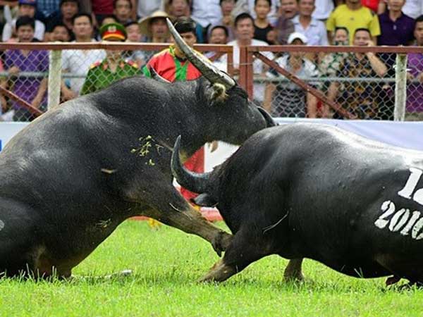 Tạm dừng lễ hội chọi trâu Đồ Sơn 2020 vì COVID-19