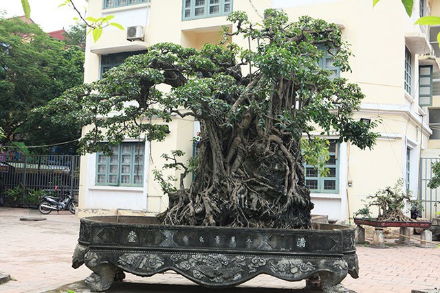 Cận cảnh cây sanh "Mộc thạch nghênh phong" cổ nhất châu Á, đại gia đổi 8 lô đất vẫn không bán