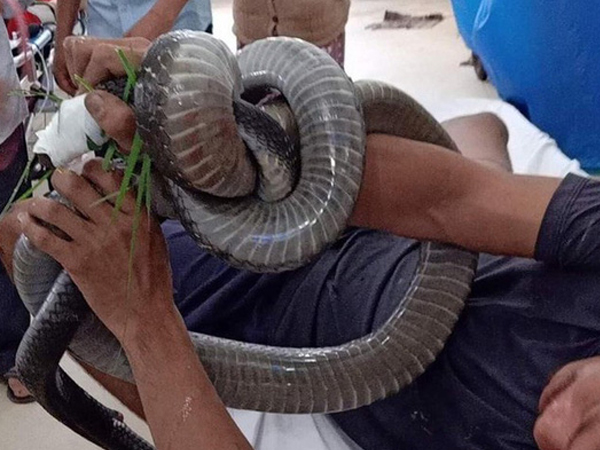 Nọc độc rắn hổ mang chúa 4,6kg ở núi Bà Đen 'biến mất' khỏi người nạn nhân cách nào?