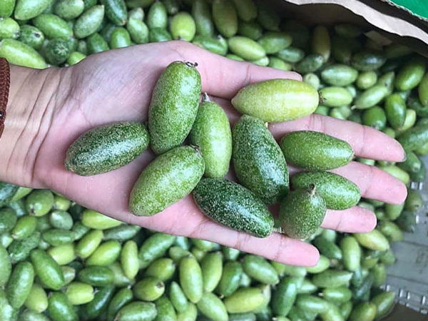 Nhót bao tử chua chát, giá 500 nghìn/kg cháy hàng