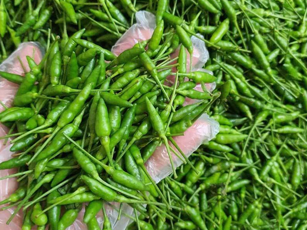 Loại ớt gió thơm mùi thảo mộc, 1 triệu đồng/kg vẫn đắt khách