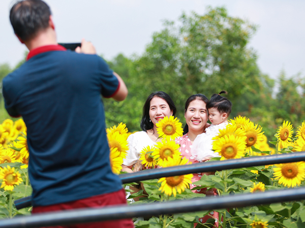 Ảnh: Mê mẩn cánh đồng hoa hướng dương 'hút' giới trẻ check-in dịp cuối tuần ở Sài Gòn