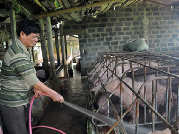 Thắng đậm vụ lợn tăng giá, chia nhau trăm tỷ tiền lãi