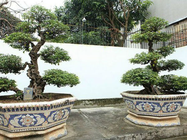 Choáng váng cặp khế 'vợ chồng' trị giá trên 10 tỷ, chủ nhân để vườn chiêm ngưỡng chứ không bán