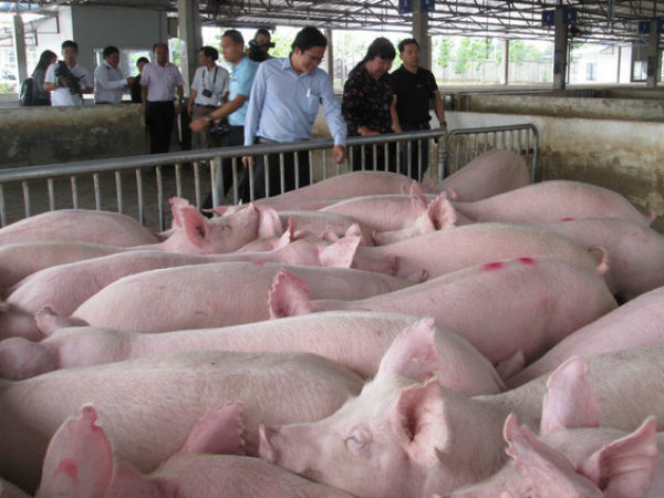 Chưa hết tháng ăn chay, giá thịt heo đã tăng trở lại