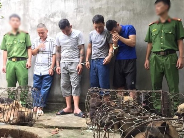 Nghệ An: Phá đường dây trộm chó liên tỉnh, trộm gần nửa tấn chó 1 đêm