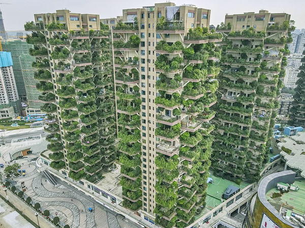 Chung cư 'khu rừng thẳng đứng' bị bỏ hoang vì nhiều muỗi