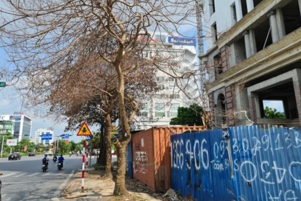 Hải Phòng điều tra nghi án 'ám sát' cây xanh