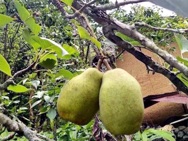 Đặc sản Hà Giang mát lịm, ngọt như đường đánh dạt hàng Trung Quốc