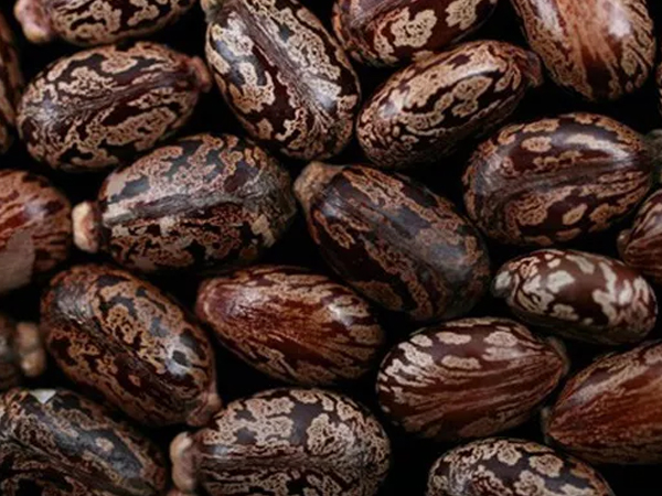 Chất ricin gửi tới Nhà Trắng độc đến mức nào