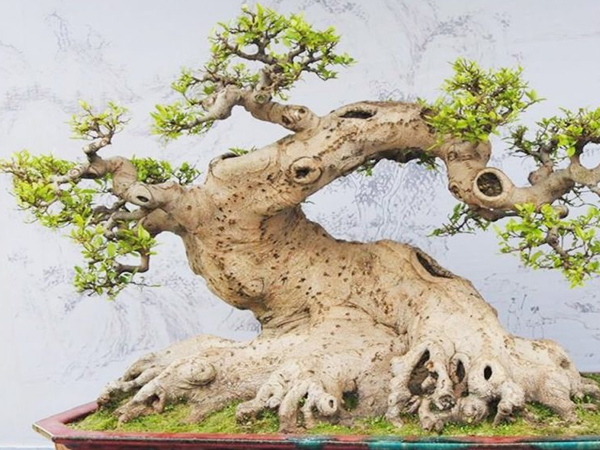 Loạt bonsai dáng quái, giá cả tỷ đồng khiến đại gia mê mệt