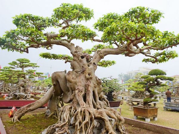 Cận cảnh cây sanh 'Ngọa hổ tàng long' 30 tỷ của đại gia sở hữu nhiều cây cảnh độc – lạ