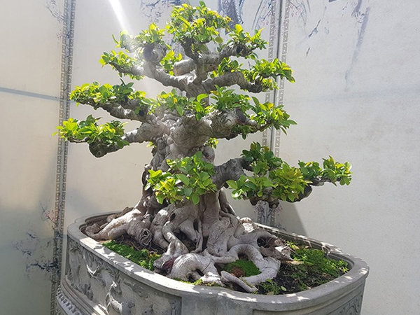 Lộ diện cây si đỏ 'Nhất trụ liên chi' khiến nhiều đại gia mê mẩn