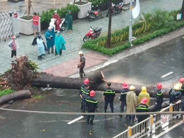 Nạn nhân bị cây xanh bật gốc đè trúng trong mưa lớn ở Sài Gòn chấn thương nặng, đã phẫu thuật gấp