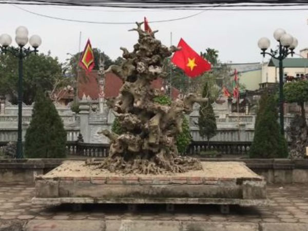 Choáng váng cây sanh 'như khúc củi khô' giá 4 tỷ đồng của đại gia đồng nát Hà Nội