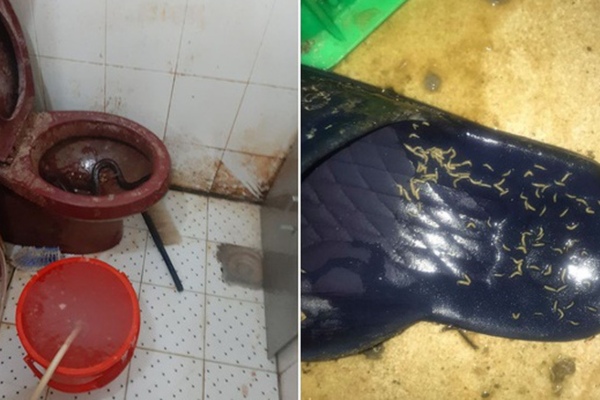 Nhân viên cũ tiết lộ bí mật kinh hoàng trong lò bánh mì nổi tiếng Sài Gòn: Giòi và cả 'bé na' ngoe nguẩy trong khu chế biến, dùng thịt bò ôi thiu làm nhân bánh?