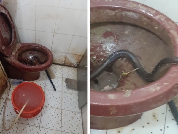 Vụ lò bánh mì ở Sài Gòn bị tố dùng thịt bẩn làm nhân, khu chế biến có giòi ngoe nguẩy: Chủ lò cũng không biết "bé na"ở đâu ra