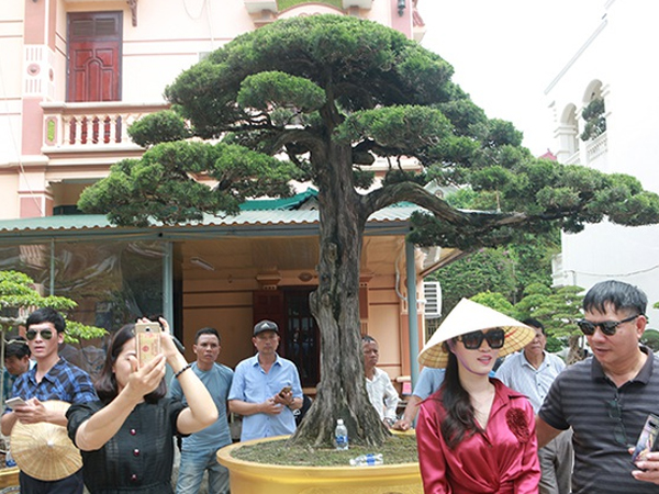 Chiêm ngưỡng cây duyên tùng 300 năm tuổi, giá 'ăn đứt' ngôi nhà biệt thự
