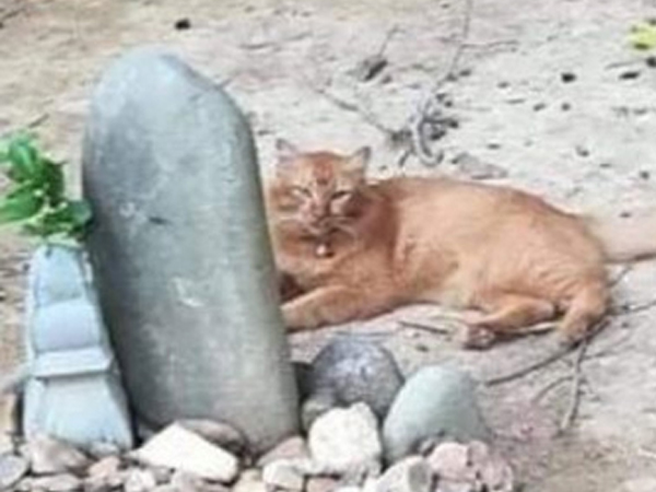 Mèo ngày ngày thăm mộ chủ suốt 2 năm