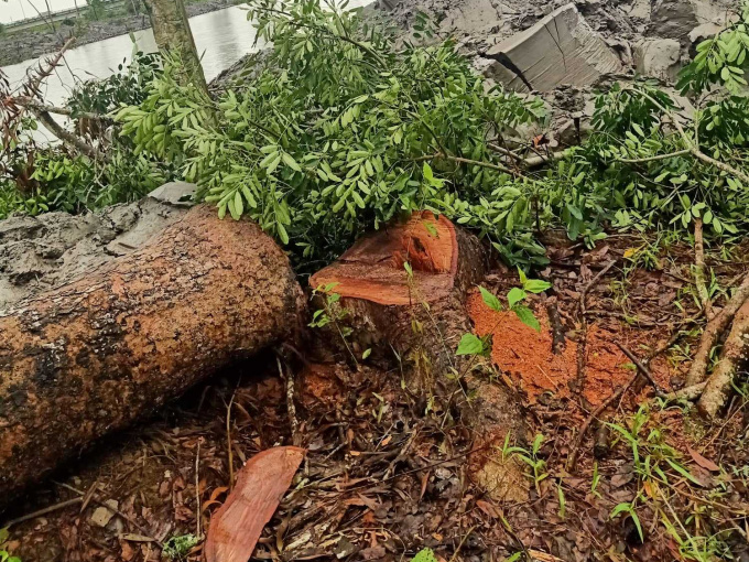 Vụ dân chặt 1 cây xà cừ bị phạt 20 triệu đồng: Hủy toàn bộ quyết định xử phạt