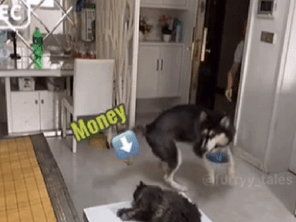 Clip: Chú chó Husky biết tự nhận hàng và thanh toán tiền cho shiper