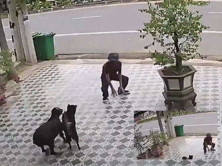 Người đàn ông 'múa võ' truy đuổi chó dữ khiến dân mạng thích thú