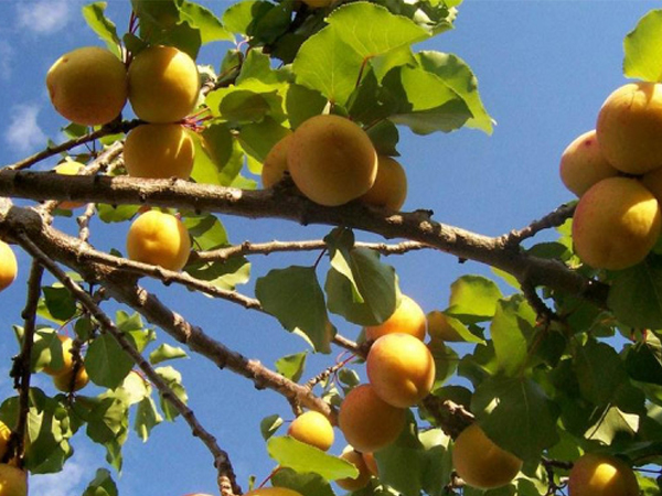 Trên thế giới, có duy nhất một quốc gia chưa bao giờ có bệnh nhân bị ung thư: Bí quyết của họ gói gọn trong 4 món ăn mà người Việt có rất nhiều