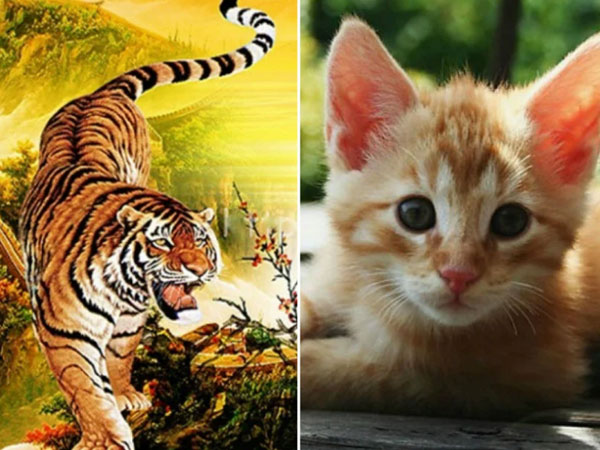 Tử vi tuần mới từ 5 - 11/10 của 12 con giáp: Dần tình duyên khởi sắc, Mão ngập tràn may mắn
