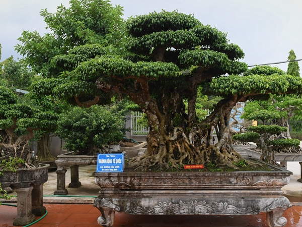 Siêu cây 'Thành đồng Tổ quốc' có giá triệu USD, báu vật để đời hay đại gia 'thổi' giá?