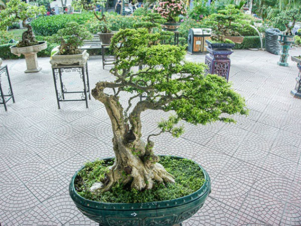 Cây cảnh mai chiếu thủy trăm tuổi tiền tỷ, chủ nhân "kiêu" chưa bán