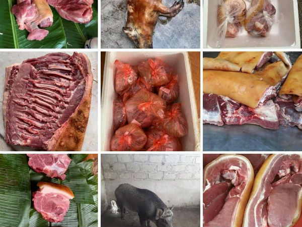 Nhà giàu cuối tuần về bản, bỏ chục triệu mổ con lợn rừng ăn dần