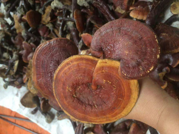Nấm lim xanh chục triệu/kg, nhà giàu muốn mua phải đợi cả tháng